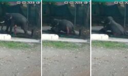 เดเดจเดฏเตเดเตเดเดเดฟเดฏเดฟเดฒเตโเดชเตเดชเตเดเตเดเต เดชเดพเดชเตเดชเดพเดจเตโ เดคเดฒเดคเดเดฐเตโเดจเตเดจเต เดฎเดฐเดฟเดเตเดเต(เดตเตเดกเดฟเดฏเต เดเดพเดฃเดพเด) เดเดจเดฏเตเดเตเดเดเดฟเดฏเดฟเดฒเตโเดชเตเดชเตเดเตเดเต เดชเดพเดชเตเดชเดพเดจเตโ เดคเดฒเดคเดเดฐเตโเดจเตเดจเต เดฎเดฐเดฟเดเตเดเต(เดตเตเดกเดฟเดฏเต เดเดพเดฃเดพเด)