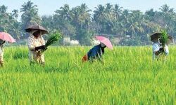 ഒരുവര്‍ഷത്തേക്ക് സര്‍ഫാസി നിയമം ചുമത്തില്ല; വായ്പയെടുത്ത് കടക്കെണിയിലായ കര്‍ഷകര്‍ക്ക് ആശ്വാസം