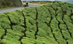 പ്രിയ, റിയ എസ്റ്റേറ്റുകളുടെ കരം സ്വീകരിച്ചതില്‍ ക്രമക്കേടെന്ന് പരാതി; കൊല്ലം കലക്ടര്‍ക്കെതിരേ വിജിലന്‍സ് അന്വേഷണം