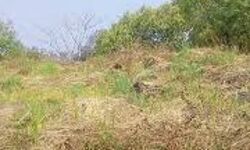 പൊതുആവശ്യത്തിന് നല്‍കിയ ഭൂമിക്ക് അനധികൃത പട്ടയം; അന്വേഷണത്തിന് ഉത്തരവ്