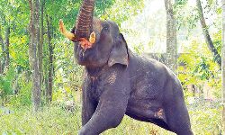 ജനവാസ കേന്ദ്രത്തില്‍ കാട്ടാനയുടെ ആക്രമണം: വയോധികന്‍ മരിച്ചു