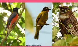 നിലമ്പൂര്‍ പക്ഷികളുടെ താവളം;    കണ്ടെത്തിയത് 190 ഇനം പക്ഷികള്‍