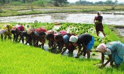 ഉദ്യോഗസ്ഥരുടെ അലംഭാവം: കര്ഷക വായ്പകളില് മൊറട്ടോറിയം പ്രഖ്യാപിച്ച ഉത്തരവിറങ്ങിയില്ല ഉദ്യോഗസ്ഥരുടെ അലംഭാവം: കര്ഷക വായ്പകളില് മൊറട്ടോറിയം പ്രഖ്യാപിച്ച ഉത്തരവിറങ്ങിയില്ല