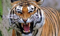 ഉത്തരാഖണ്ഡ്: കടുവയുടെ ആക്രമണത്തില്‍ വനപാലകന്‍ മരിച്ചു