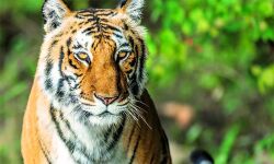 വയനാട്ടില്‍ വനപാലകരെ ആക്രമിച്ച കടുവയെ പിടികൂടി