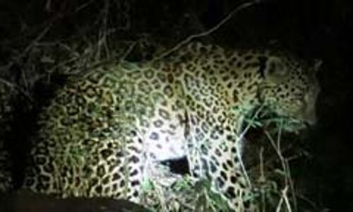 ജനവാസ മേഖലയില്‍ പുലിയിറങ്ങി; ഭീതിയോടെ നാട്ടുകാര്‍