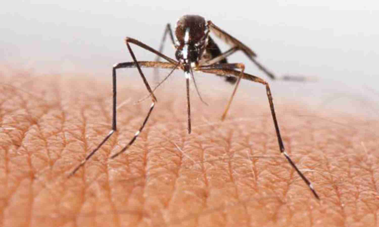 വെസ്റ്റ് നൈൽ പനി; ആശങ്ക വേണ്ട, ക്ഷീണം മാറാൻ മാസങ്ങളെടുത്തേക്കാം വെസ്റ്റ് നൈൽ പനി; ആശങ്ക വേണ്ട, ക്ഷീണം മാറാൻ മാസങ്ങളെടുത്തേക്കാം