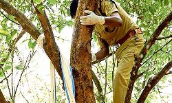 മൃതദേഹം താഴെയിറക്കാന്‍ 5000 രൂപ ആവശ്യപ്പെട്ടു: എസ്‌ഐ മരത്തില്‍ കയറി മൃതദേഹം താഴെയിറക്കി