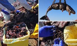 ഗര്ഭിണിയായ തിമിംഗലം ചത്ത് തീരത്തടിഞ്ഞു; വയറിനുള്ളില്നിന്ന് ലഭിച്ചത് 22 കിലോ പ്ലാസ്റ്റിക് ഗര്ഭിണിയായ തിമിംഗലം ചത്ത് തീരത്തടിഞ്ഞു; വയറിനുള്ളില്നിന്ന് ലഭിച്ചത് 22 കിലോ പ്ലാസ്റ്റിക്