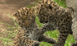 പാമ്പിനെ കൊല്ലാന്‍ വയലില്‍ തീയിട്ടു; ചത്തത് അഞ്ചു  പുലിക്കുട്ടികള്‍