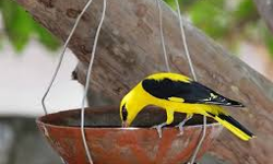 കുടിനീരില്ലാതെ പക്ഷികള്‍: വീടുകളില്‍ വെള്ളം കരുതണമെന്ന് വനംവകുപ്പ്