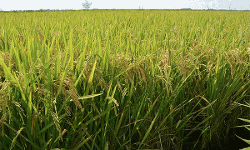 പ്രളയത്തെ അതിജീവിച്ച് കർഷകർ; സംസ്ഥാനത്ത് നെല്ലുൽപാദനം വർധിച്ചു