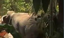 വര്‍ക്കലയില്‍ ഇടഞ്ഞ ആന രണ്ടാം പാപ്പാനെ കുത്തിക്കൊന്നു