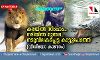 കരയില്‍ സിംഹം...നദിയില്‍ മുതല...  നടുവിലകപ്പെട്ട കാട്ടുപോത്ത്