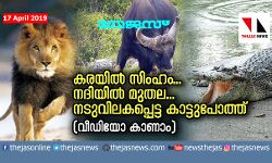 കരയില്‍ സിംഹം...നദിയില്‍ മുതല...  നടുവിലകപ്പെട്ട കാട്ടുപോത്ത്