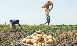 കൃഷി ചെയ്തത് ലെയ്‌സിനുള്ള ഉരുളക്കിഴങ്ങാണെന്ന്;    കര്‍ഷകര്‍ 1.05 കോടി നഷ്ടപരിഹാരം നല്‍കണമെന്ന് പെപ്‌സികോ