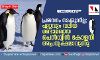 പ്രജനനം നടക്കുന്നില്ല; ഏറ്റവും വലിയ രണ്ടാമത്തെ പെന്‍ഗ്വിന്‍ കോളനി അപ്രത്യക്ഷമാവുന്നു