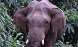 കാട്ടാനയുടെ ആക്രമണത്തിൽ വനപാലകൻ മരിച്ചു