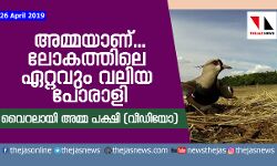 അമ്മയാണ്...ലോകത്തിലെ ഏറ്റവും വലിയ പോരാളി  വൈറലായി അമ്മ പക്ഷി (വീഡിയോ)