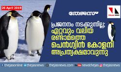 പ്രജനനം നടക്കുന്നില്ല; ഏറ്റവും വലിയ രണ്ടാമത്തെ പെന്‍ഗ്വിന്‍ കോളനി അപ്രത്യക്ഷമാവുന്നു