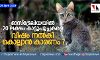 ഓസ്‌ട്രേലിയയില്‍ 20 ലക്ഷം   കാട്ടുപൂച്ചകളെ വിഷം നല്‍കി   കൊല്ലാന്‍ കാരണം ?