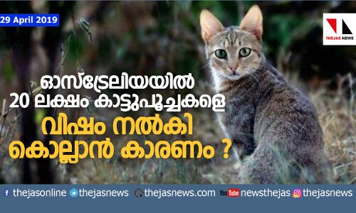 ഓസ്ട്രേലിയയില് 20 ലക്ഷം കാട്ടുപൂച്ചകളെ വിഷം നല്കി കൊല്ലാന് കാരണം ? ഓസ്ട്രേലിയയില് 20 ലക്ഷം കാട്ടുപൂച്ചകളെ വിഷം നല്കി കൊല്ലാന് കാരണം ?