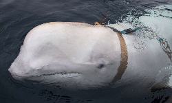 റഷ്യന്‍ ചാരന്‍ തിമിംഗലം നോര്‍വെയില്‍ പിടിയില്‍