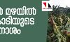 വേനല് മഴയില് സംസ്ഥാനത്ത് 82 കോടിയുടെ കൃഷിനാശം വേനല് മഴയില് സംസ്ഥാനത്ത് 82 കോടിയുടെ കൃഷിനാശം