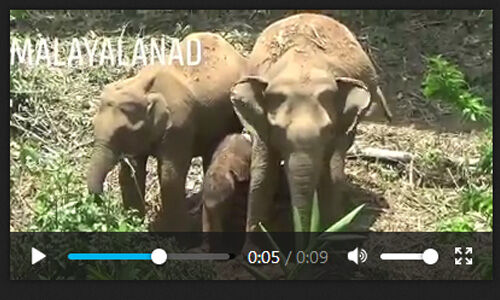 നാട്ടിലെത്തിയ കാട്ടാനയ്ക്ക് സുഖപ്രസവം; സംരക്ഷണമൊരുക്കി 11 ആനകള് (വീഡിയോ) നാട്ടിലെത്തിയ കാട്ടാനയ്ക്ക് സുഖപ്രസവം; സംരക്ഷണമൊരുക്കി 11 ആനകള് (വീഡിയോ)