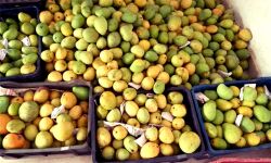 റംസാന്‍വിപണിയില്‍ കാര്‍ബൈഡ് പഴങ്ങള്‍;  പെരിന്തല്‍മണ്ണയില്‍ രണ്ട് ലോഡ് മാങ്ങ പിടികൂടി