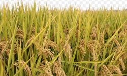 ഒന്നാംവിള നെല്ല് സംഭരണം: ഓണ്‍ലൈന്‍ രജിസ്ട്രേഷന്‍ നാളെ മുതല്‍