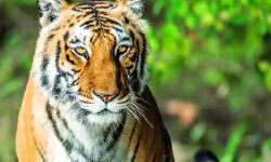 വയനാട്ടില്‍ ജനവാസകേന്ദ്രത്തിലെത്തിയ കടുവയെ തുരത്തിയോടിച്ചു; നിരോധനാജ്ഞയും പിന്‍വലിച്ചു