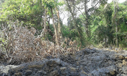ശാന്തിവനം സംരക്ഷണം: സമരസമിതിക്കു പിന്തുണയുമായി എന്‍ സി എച് ആര്‍ ഒ