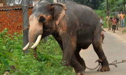 ആന വിരണ്ടോടി; നിരവധി വാഹനങ്ങൾ തകർത്തു ആന വിരണ്ടോടി; നിരവധി വാഹനങ്ങൾ തകർത്തു