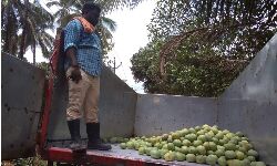 കാര്ബൈഡ് പഴങ്ങള്: ആരോഗ്യ വിഭാഗം പരിശോധനയില് ഗോഡൗണുകള് കണ്ടെത്തി കാര്ബൈഡ് പഴങ്ങള്: ആരോഗ്യ വിഭാഗം പരിശോധനയില് ഗോഡൗണുകള് കണ്ടെത്തി