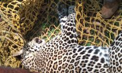 കിടങ്ങിലകപ്പെട്ട പുലിയെ മയക്കുവെടി വച്ച് പിടികൂടി കിടങ്ങിലകപ്പെട്ട പുലിയെ മയക്കുവെടി വച്ച് പിടികൂടി