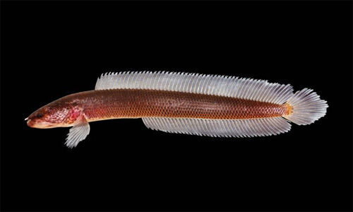 കേരളത്തില്‍ പാമ്പിന്‍ തലയുള്ള പുതിയ ഇനം മല്‍സ്യത്തെ കണ്ടെത്തി