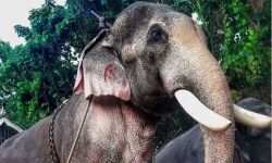 തെച്ചിക്കോട്ടുകാവ് രാമചന്ദ്രന് മദപ്പാടില്ലെന്ന് ഡോക്ടര്‍മാര്‍; ഫിറ്റ്‌നസ് പരിശോധന പൂര്‍ത്തിയായി