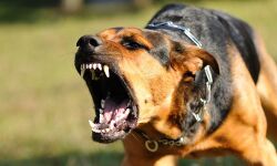 അമ്മയുടെ കൺമുമ്പിൽ മകനെ തെരുവുനായ്ക്കൾ കടിച്ചുകൊന്നു അമ്മയുടെ കൺമുമ്പിൽ മകനെ തെരുവുനായ്ക്കൾ കടിച്ചുകൊന്നു