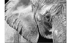 നേര്യമംഗലം വനത്തില്‍ കാട്ടാനയുടെ ജഡം കണ്ടെത്തി