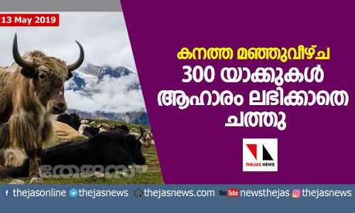 കനത്ത മഞ്ഞുവീഴ്ച: 300 യാക്കുകള്‍ ആഹാരം ലഭിക്കാതെ ചത്തു
