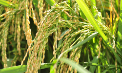 നെല്ലുസംഭരണത്തിൽ പാലക്കാട് മുന്നിൽ നെല്ലുസംഭരണത്തിൽ പാലക്കാട് മുന്നിൽ