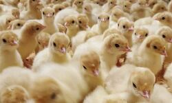 സാമ്പത്തിക മാന്ദ്യം; ബംഗാളിലെ ഏറ്റവും വലിയ കോഴി ഫാം പൂട്ടി സാമ്പത്തിക മാന്ദ്യം; ബംഗാളിലെ ഏറ്റവും വലിയ കോഴി ഫാം പൂട്ടി