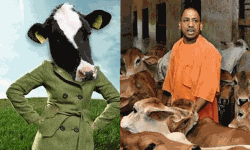 തണുപ്പിനെ പ്രതിരോധിക്കാന്‍ യുപിയില്‍ പശുക്കള്‍ക്കായി കോട്ട്