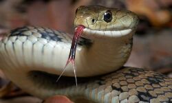 സ്‌കൂളില്‍ വീണ്ടും വിദ്യാര്‍ഥിക്ക് പാമ്പ് കടിയേറ്റു