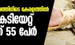 അഞ്ചുവര്ഷത്തിനിടെ കേരളത്തില് പാമ്പുകടിയേറ്റ് മരിച്ചത് 55 പേർ അഞ്ചുവര്ഷത്തിനിടെ കേരളത്തില് പാമ്പുകടിയേറ്റ് മരിച്ചത് 55 പേർ