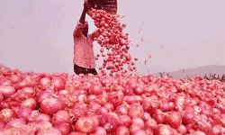 സംഭരണ പരിധി പകുതിയായി കുറച്ചു;  ഉള്ളിവില നിയന്ത്രിക്കാന്‍ കേന്ദ്ര ഇടപെടല്‍