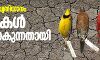 കാലാവസ്ഥാ വ്യതിയാനം;  പക്ഷികള്‍ ചെറുതാകുന്നതായി പഠനം