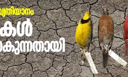 കാലാവസ്ഥാ വ്യതിയാനം;  പക്ഷികള്‍ ചെറുതാകുന്നതായി പഠനം