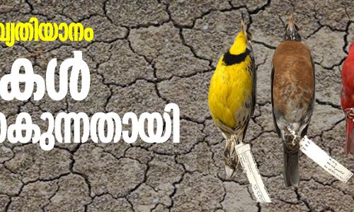 കാലാവസ്ഥാ വ്യതിയാനം;  പക്ഷികള്‍ ചെറുതാകുന്നതായി പഠനം